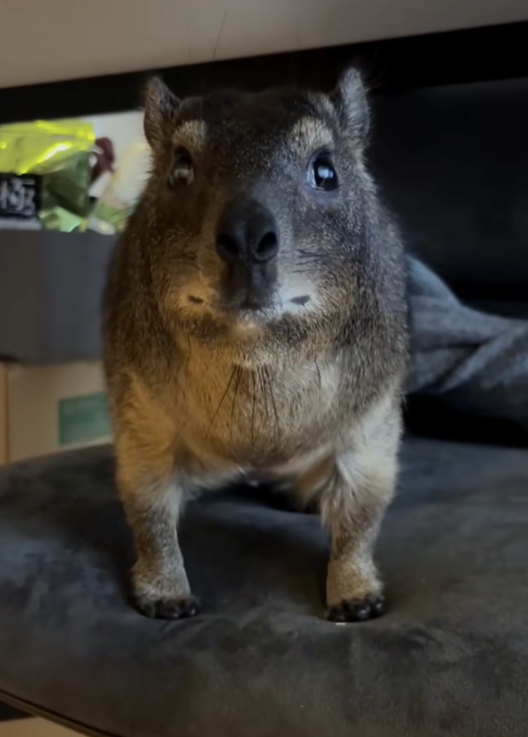 “Capybarely” — What Is This Mystery Animal On The & Why Is